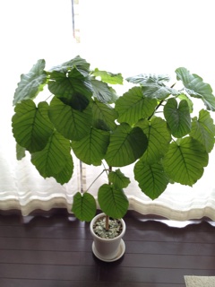 f:id:chi-chi57:20140607184141j:plain f:id:chi-chi57:20140607184141j:plain
