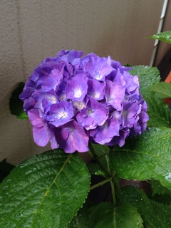 f:id:chi-chi57:20140608095943j:plain f:id:chi-chi57:20140608095943j:plain