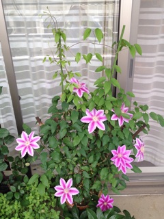 f:id:chi-chi57:20140709093714j:plain f:id:chi-chi57:20140709093714j:plain