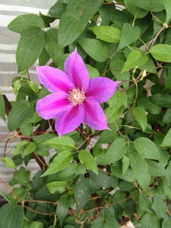 f:id:chi-chi57:20140709093841j:plain f:id:chi-chi57:20140709093841j:plain