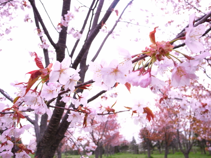f:id:chi-ron-nu-p:20100516052424j:image