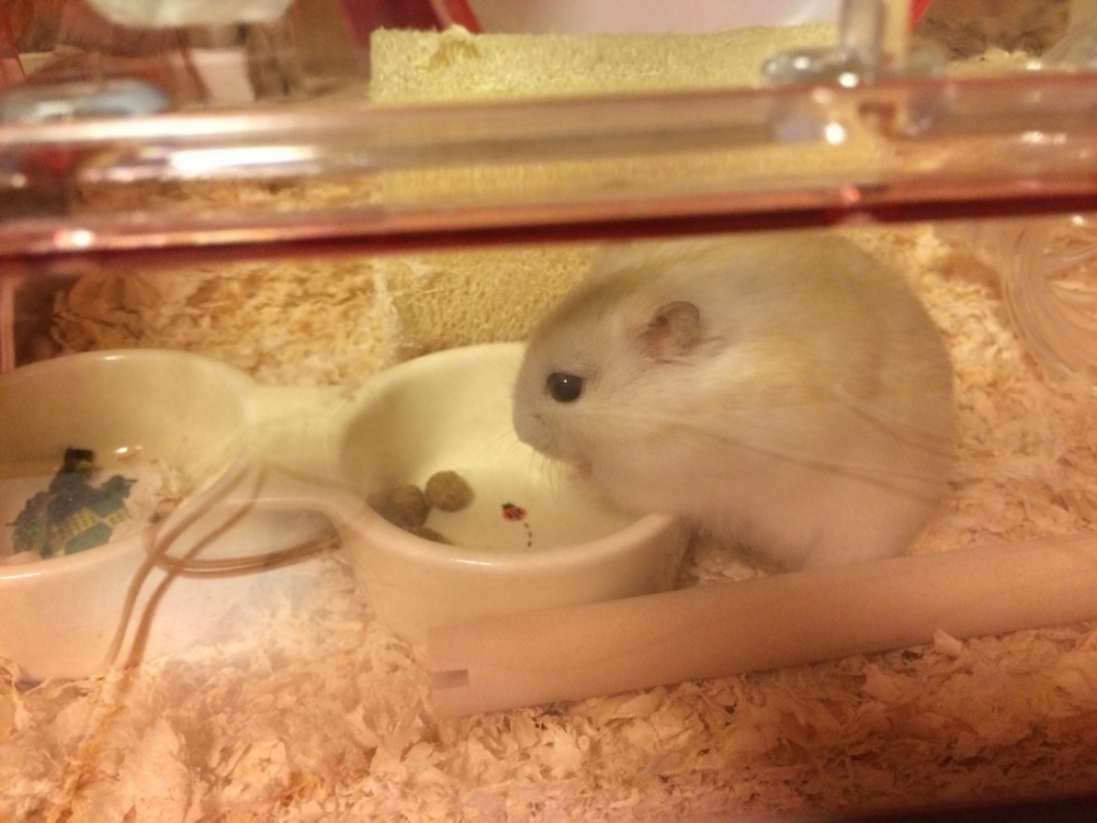 f:id:chibiyori:20150418171659j:plain