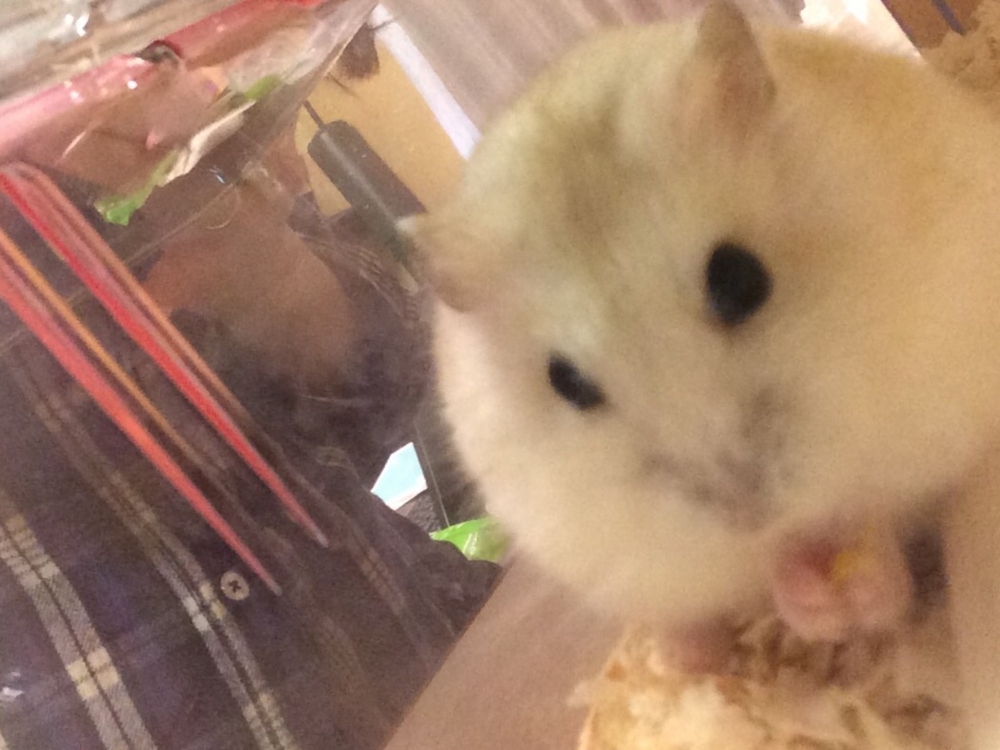 f:id:chibiyori:20150419151300j:plain