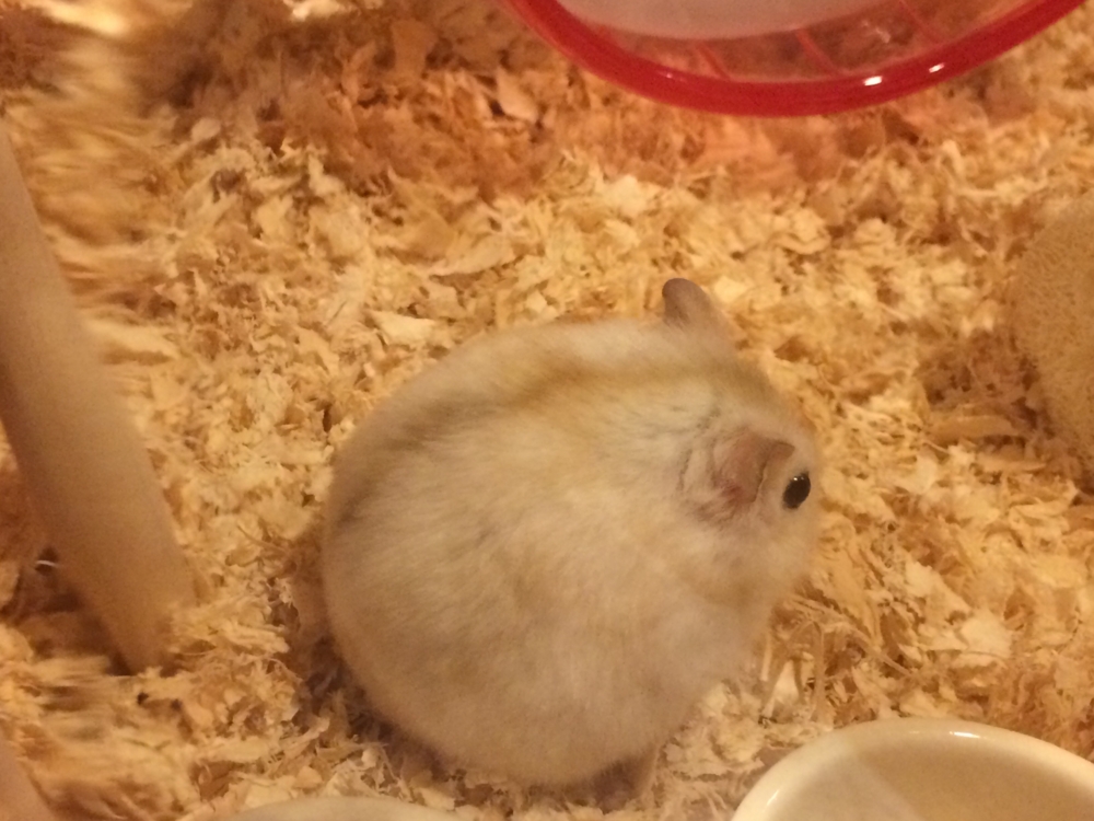 f:id:chibiyori:20150420184417j:plain