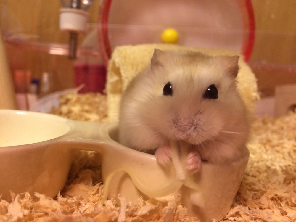 f:id:chibiyori:20150421210337j:plain