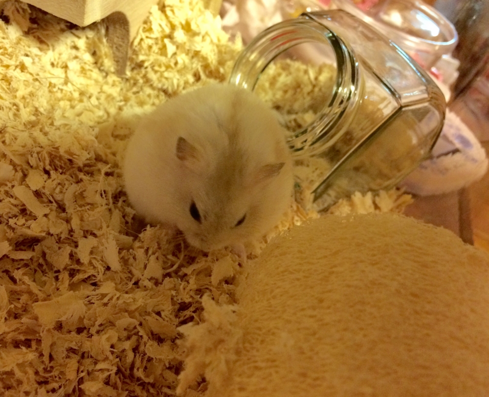 f:id:chibiyori:20150422190810j:plain