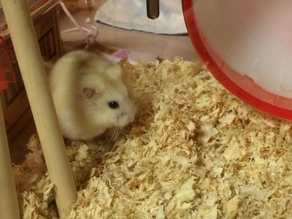 f:id:chibiyori:20150422191029j:plain