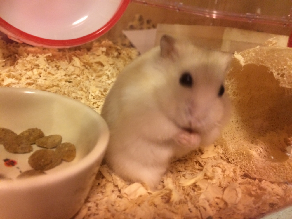 f:id:chibiyori:20150427051721j:plain