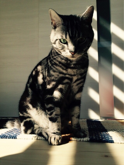 f:id:chibo-kyu:20141207165410j:plain f:id:chibo-kyu:20141207165410j:plain