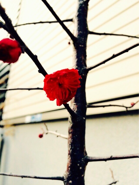 f:id:chibo-kyu:20150212203200j:plain f:id:chibo-kyu:20150212203200j:plain