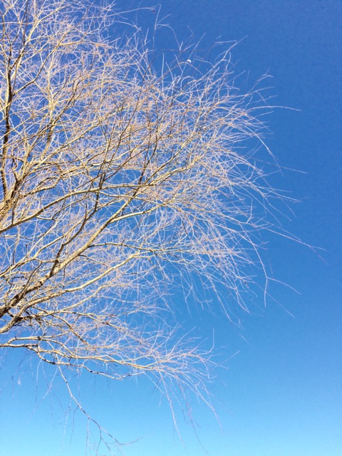 f:id:chibo-kyu:20150215113912j:plain f:id:chibo-kyu:20150215113912j:plain