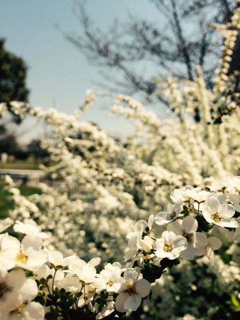 f:id:chibo-kyu:20150327151203j:plain f:id:chibo-kyu:20150327151203j:plain