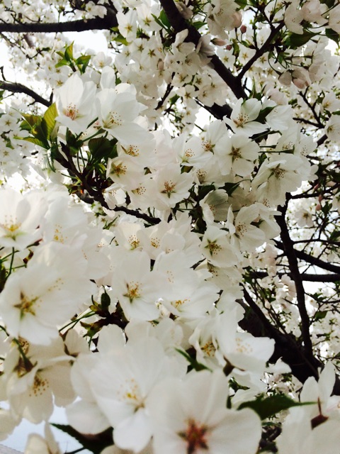 f:id:chibo-kyu:20150402204742j:plain f:id:chibo-kyu:20150402204742j:plain
