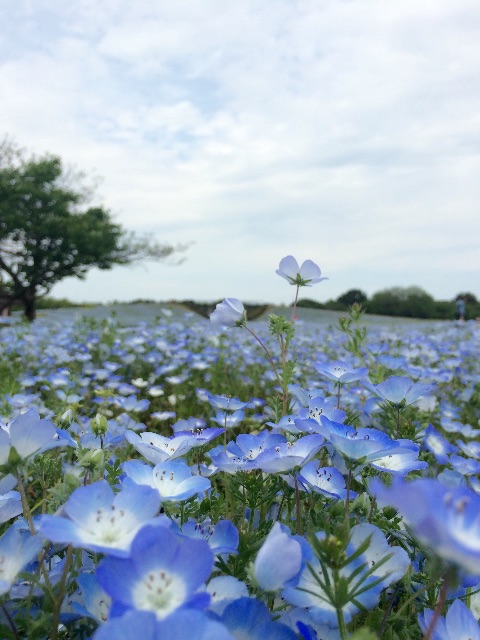 f:id:chibo-kyu:20150429102942j:image f:id:chibo-kyu:20150429102942j:image