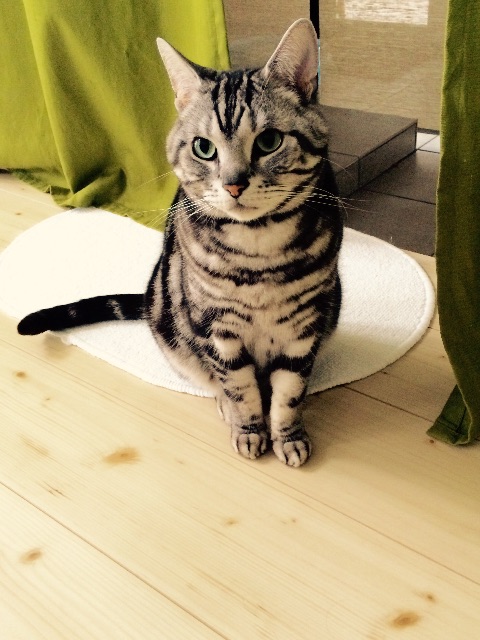 f:id:chibo-kyu:20150430144926j:image f:id:chibo-kyu:20150430144926j:image