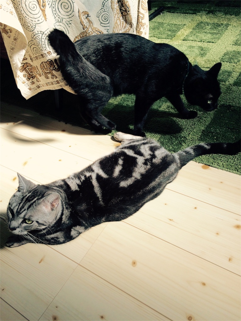 f:id:chibo-kyu:20151025134238j:image f:id:chibo-kyu:20151025134238j:image