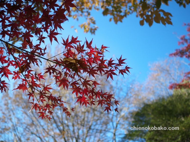 f:id:chienokobako:20141125180515j:plain f:id:chienokobako:20141125180515j:plain