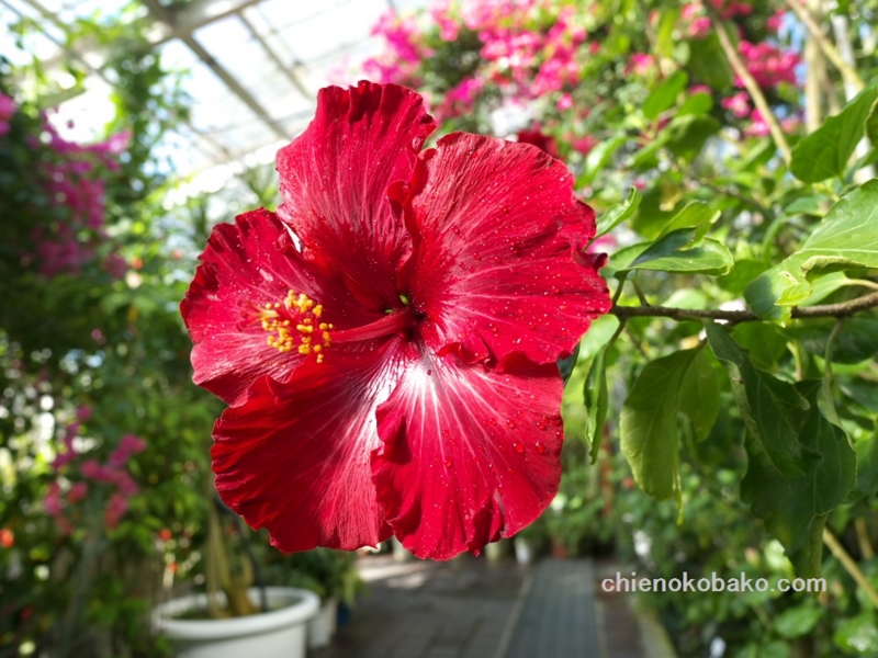 f:id:chienokobako:20141125181248j:plain f:id:chienokobako:20141125181248j:plain