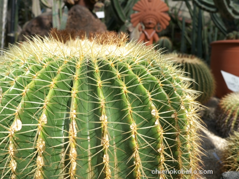 f:id:chienokobako:20141125181259j:plain f:id:chienokobako:20141125181259j:plain