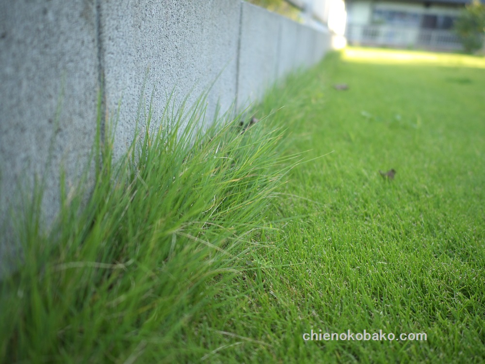 f:id:chienokobako:20151004200704j:plain f:id:chienokobako:20151004200704j:plain