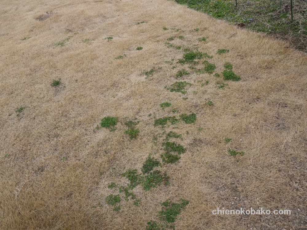 f:id:chienokobako:20160227174531j:plain f:id:chienokobako:20160227174531j:plain