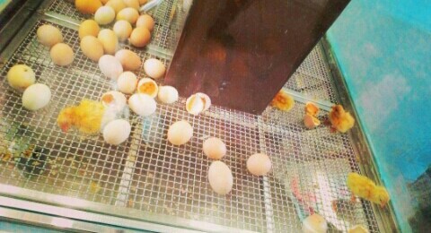 f:id:chiichii5116:20160306163943j:image f:id:chiichii5116:20160306163943j:image