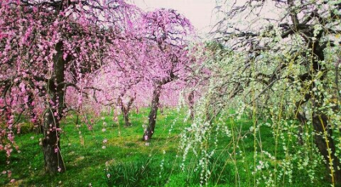 f:id:chiichii5116:20160306164021j:image f:id:chiichii5116:20160306164021j:image
