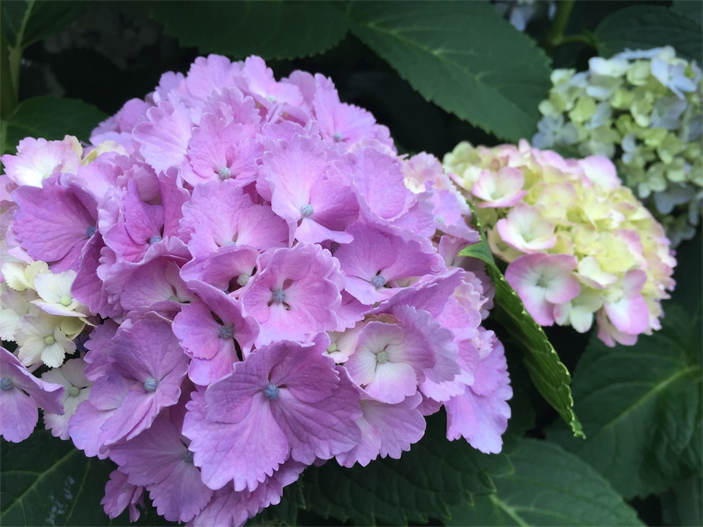 f:id:chiidax:20160604181120j:image f:id:chiidax:20160604181120j:image