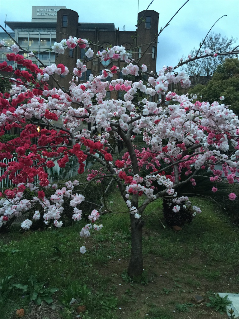 f:id:chikako1115:20160401203229j:image f:id:chikako1115:20160401203229j:image