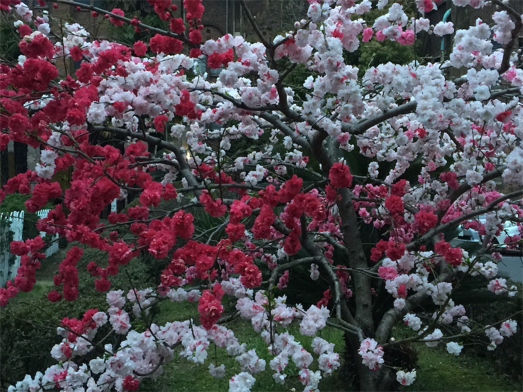 f:id:chikako1115:20160401203355j:image f:id:chikako1115:20160401203355j:image