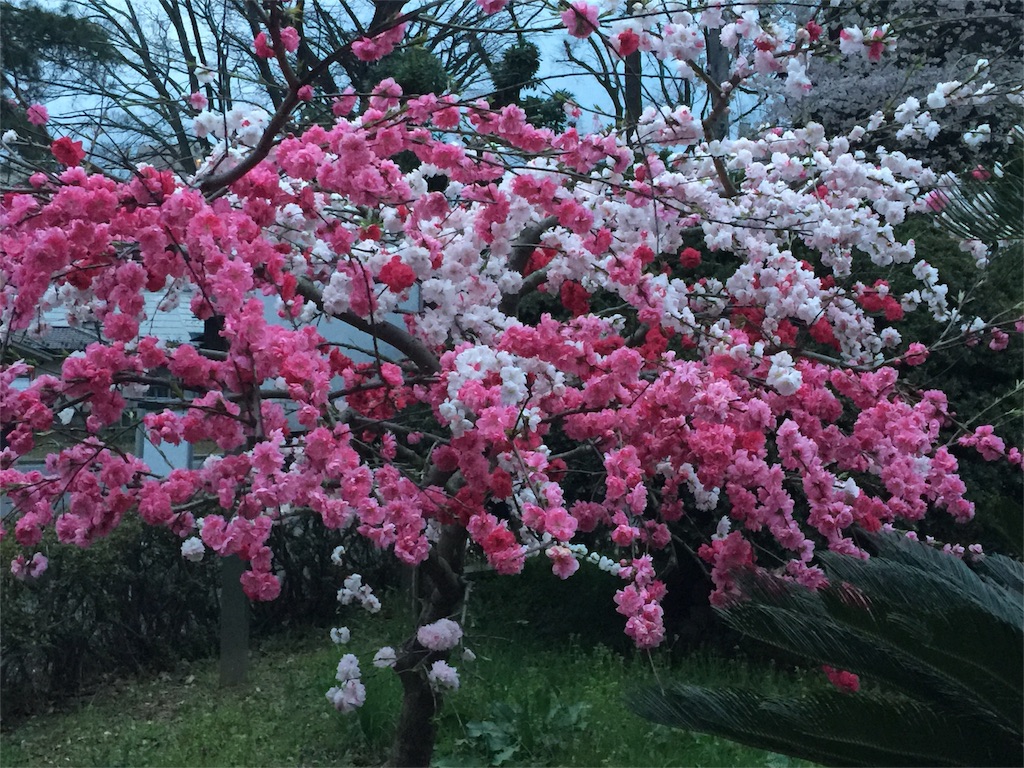 f:id:chikako1115:20160401203425j:image f:id:chikako1115:20160401203425j:image