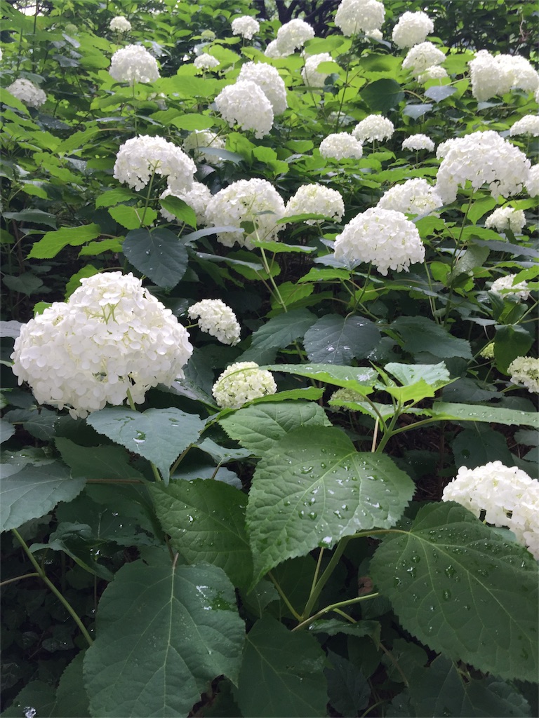 f:id:chikako1115:20160615160230j:image f:id:chikako1115:20160615160230j:image