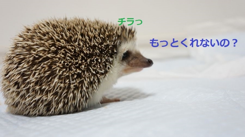 f:id:chikojirou:20150321160740j:plain