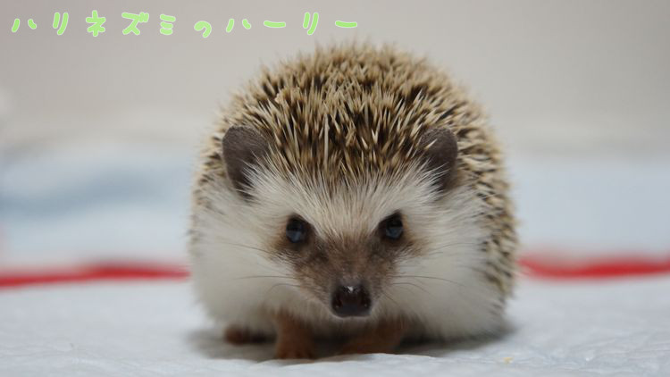 f:id:chikojirou:20150430143301j:plain f:id:chikojirou:20150430143301j:plain