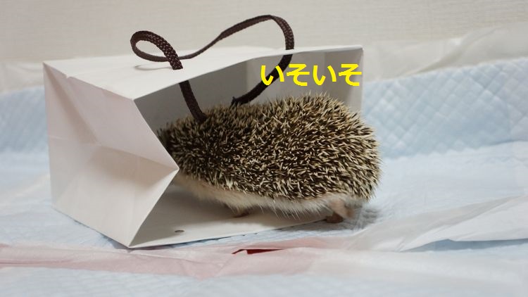 f:id:chikojirou:20150511212605j:plain f:id:chikojirou:20150511212605j:plain