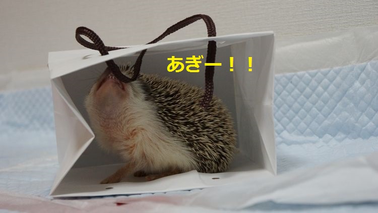 f:id:chikojirou:20150511213042j:plain f:id:chikojirou:20150511213042j:plain