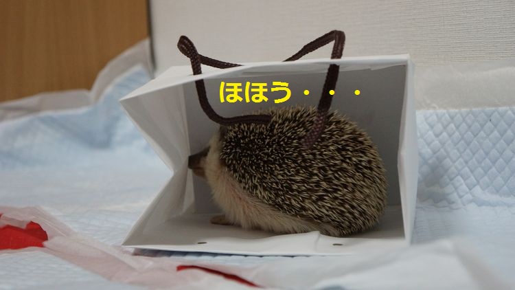 f:id:chikojirou:20150511214239j:plain f:id:chikojirou:20150511214239j:plain