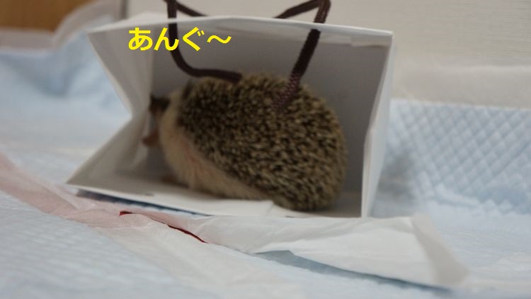 f:id:chikojirou:20150511214454j:plain f:id:chikojirou:20150511214454j:plain