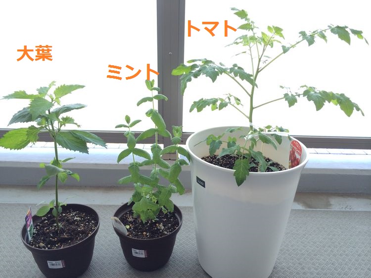 f:id:chikojirou:20150516215854j:plain f:id:chikojirou:20150516215854j:plain