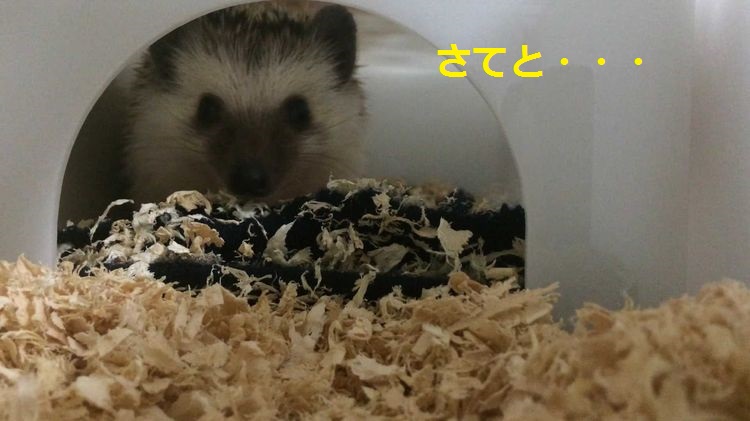 f:id:chikojirou:20150516220034j:plain f:id:chikojirou:20150516220034j:plain