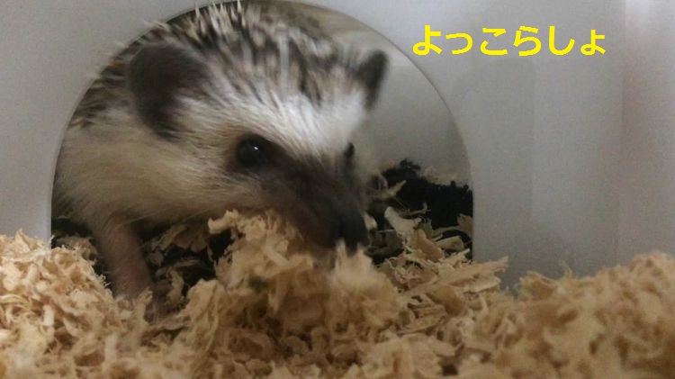 f:id:chikojirou:20150516220531j:plain f:id:chikojirou:20150516220531j:plain