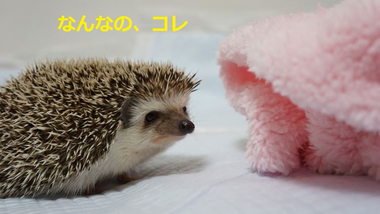 f:id:chikojirou:20150527214510j:plain f:id:chikojirou:20150527214510j:plain