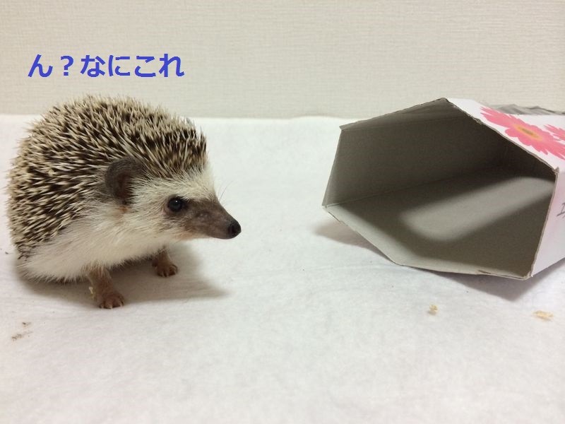 f:id:chikojirou:20150705114513j:plain f:id:chikojirou:20150705114513j:plain