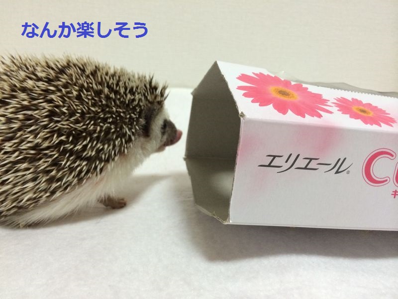 f:id:chikojirou:20150705114553j:plain f:id:chikojirou:20150705114553j:plain