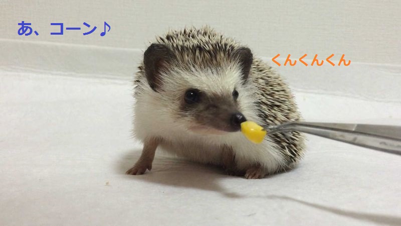 f:id:chikojirou:20150714212359j:plain f:id:chikojirou:20150714212359j:plain