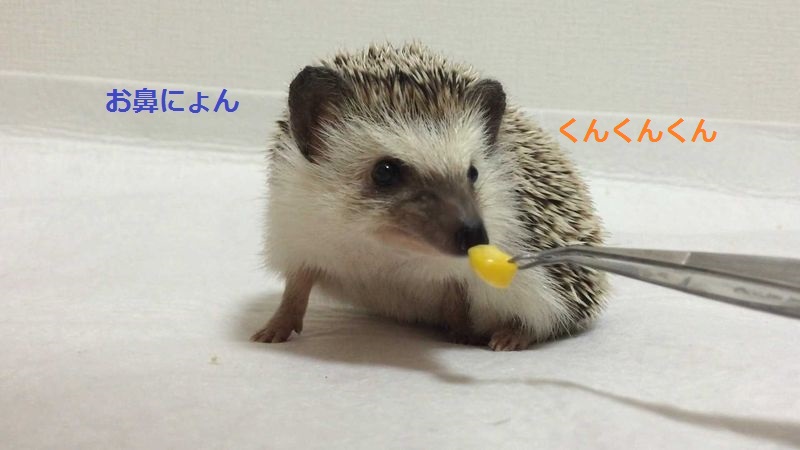 f:id:chikojirou:20150714212441j:plain f:id:chikojirou:20150714212441j:plain