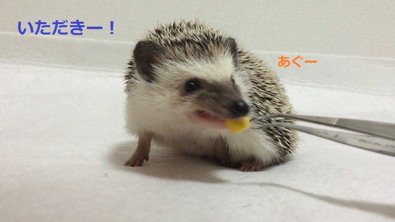 f:id:chikojirou:20150714212740j:plain f:id:chikojirou:20150714212740j:plain