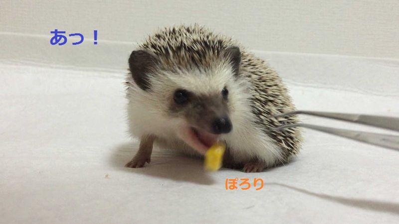 f:id:chikojirou:20150714212819j:plain f:id:chikojirou:20150714212819j:plain