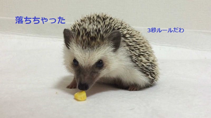 f:id:chikojirou:20150714212856j:plain f:id:chikojirou:20150714212856j:plain