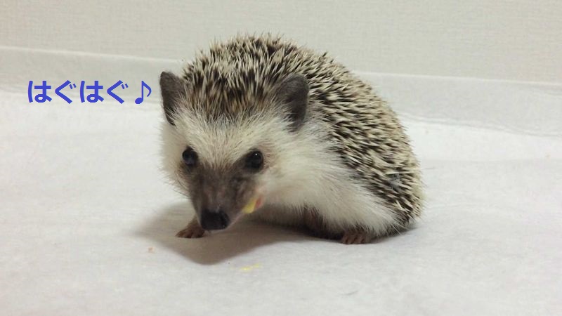 f:id:chikojirou:20150714212927j:plain f:id:chikojirou:20150714212927j:plain